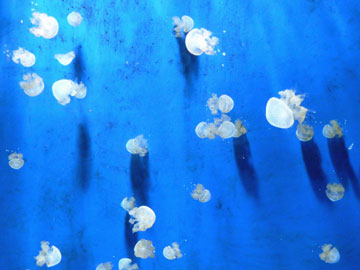 Quallen im Meerwasser-Aquarium von Genua